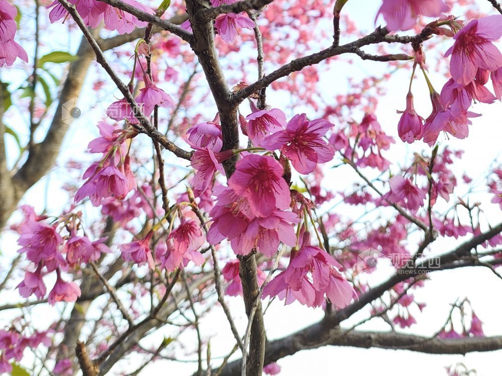 2026年1月24日，江西省吉安市永丰县恩江湿地公园早樱已然盛放，绯红色的花瓣缀满枝头，娇艳动人，让游人提前感受春天的温暖与美好。