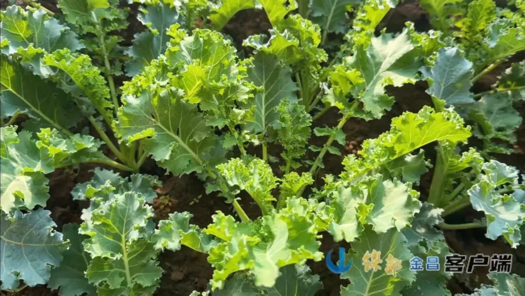 △大棚内长势良好的羽衣甘蓝