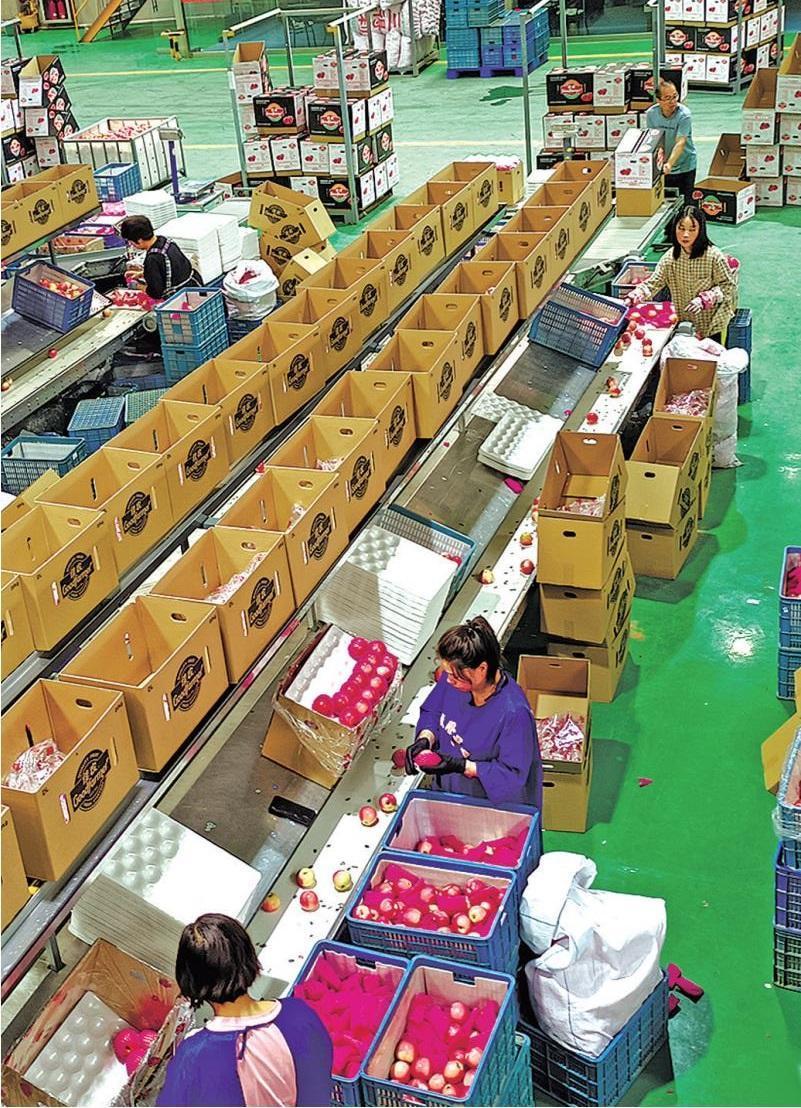 白水县盛隆果业有限责任公司的工厂里,工人在包装苹果(资料照片)。