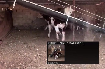 牛闯羊棚吃草料卡进食槽，为挣脱束缚化身“大力牛魔王”，主人：差点把羊棚拆了，切断食槽才放出来  （来源：togqiin_）