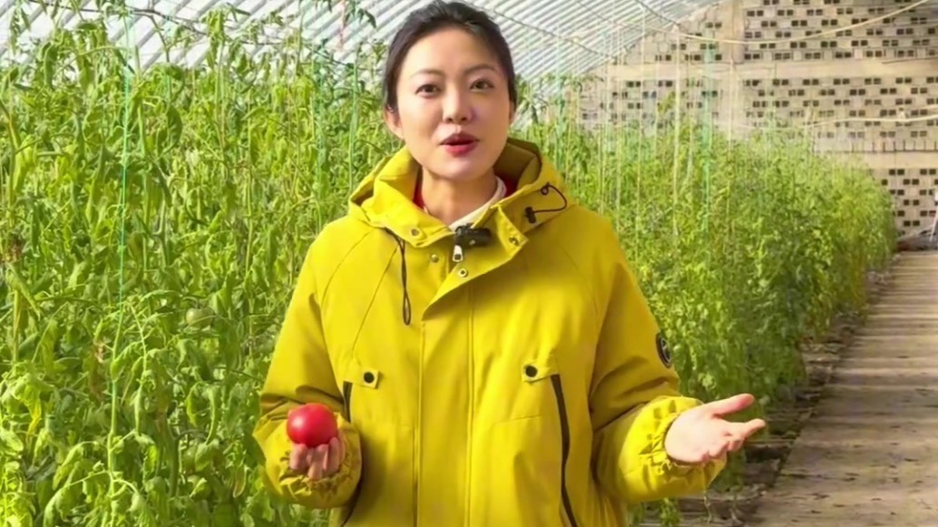 不负“莓”好时光　甘肃肃州种植户大棚“淘金”忙