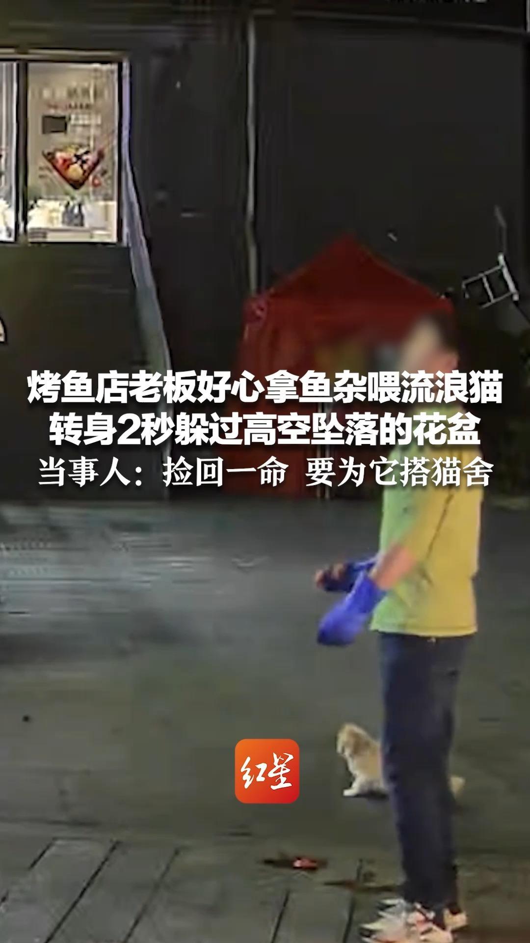 善良的人自带幸运buff！烤鱼店老板好心拿鱼杂喂流浪猫 转身2秒躲过高空坠落的花盆 当事人：捡回一命 要为它搭猫舍