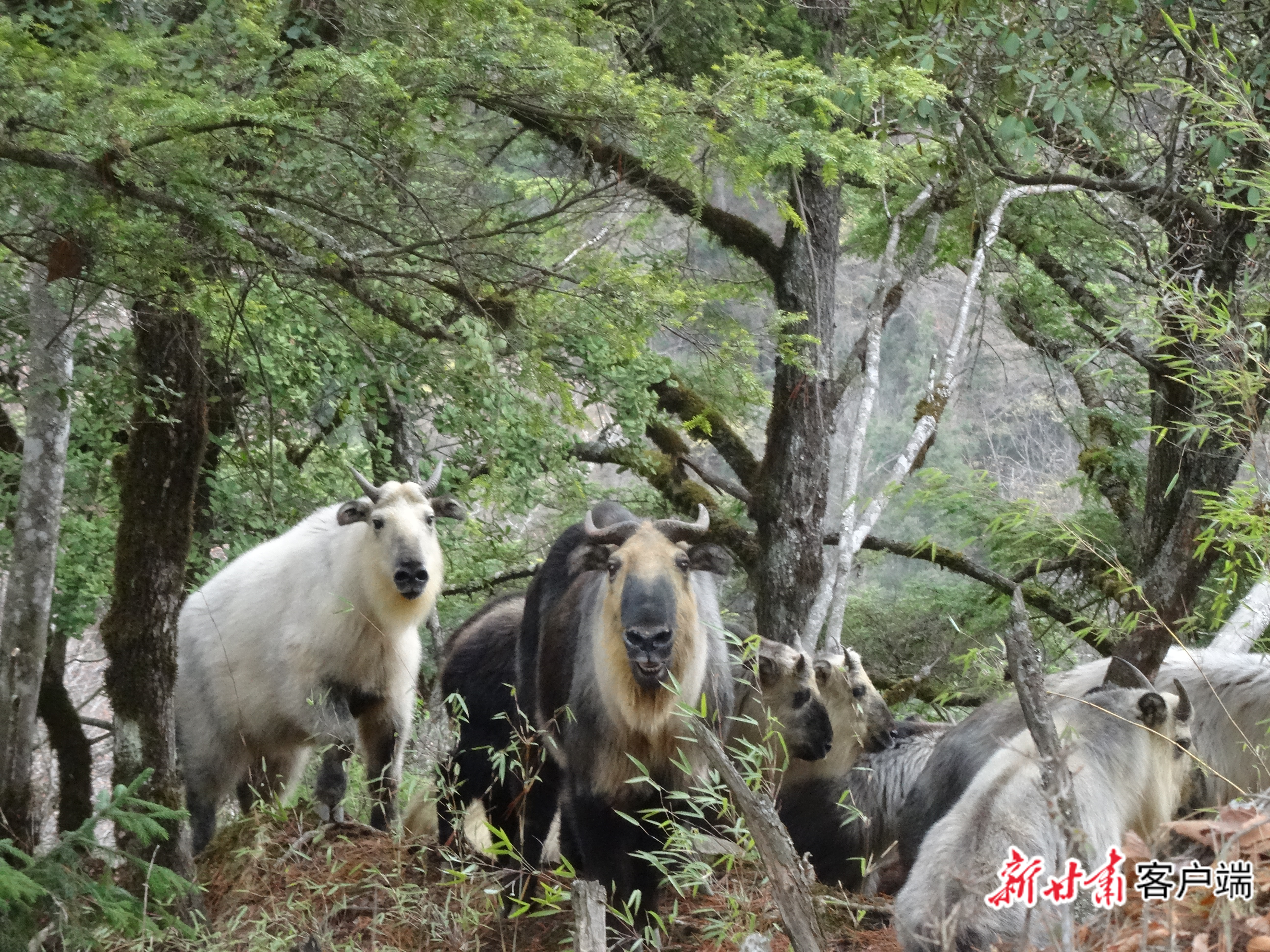 红外相机监测到的羚牛 陇南市林草局供图
