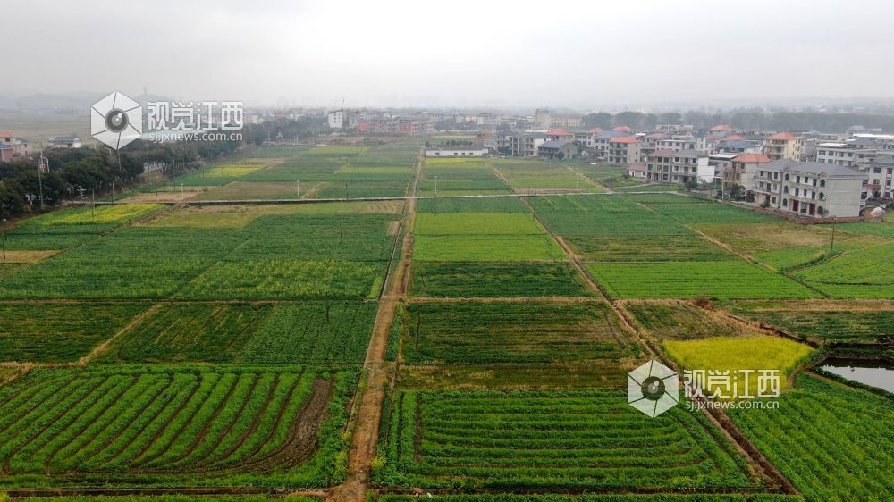 2026年1月27日，江西省遂川县枚江镇乡村田野间，冬日的油菜花悄然绽放，金黄与翠绿交织的农田如调色盘般铺展在赣鄱大地。错落有致的民居与规整连片的菜地相映成趣，干净的村道串联起生态宜居的村落。