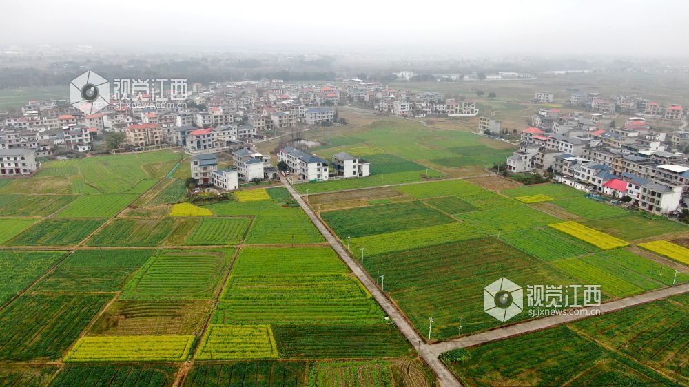 2026年1月27日，江西省遂川县枚江镇乡村田野间，冬日的油菜花悄然绽放，金黄与翠绿交织的农田如调色盘般铺展在赣鄱大地。错落有致的民居与规整连片的菜地相映成趣，干净的村道串联起生态宜居的村落。