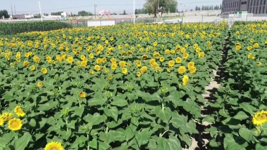 智能农机+现代种业　甘肃肃州解锁“芯”密码