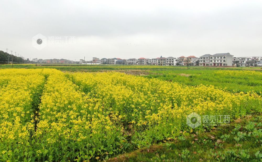 2026年1月27日，江西省遂川县枚江镇乡村田野间，冬日的油菜花悄然绽放，金黄与翠绿交织的农田如调色盘般铺展在赣鄱大地。错落有致的民居与规整连片的菜地相映成趣，干净的村道串联起生态宜居的村落。