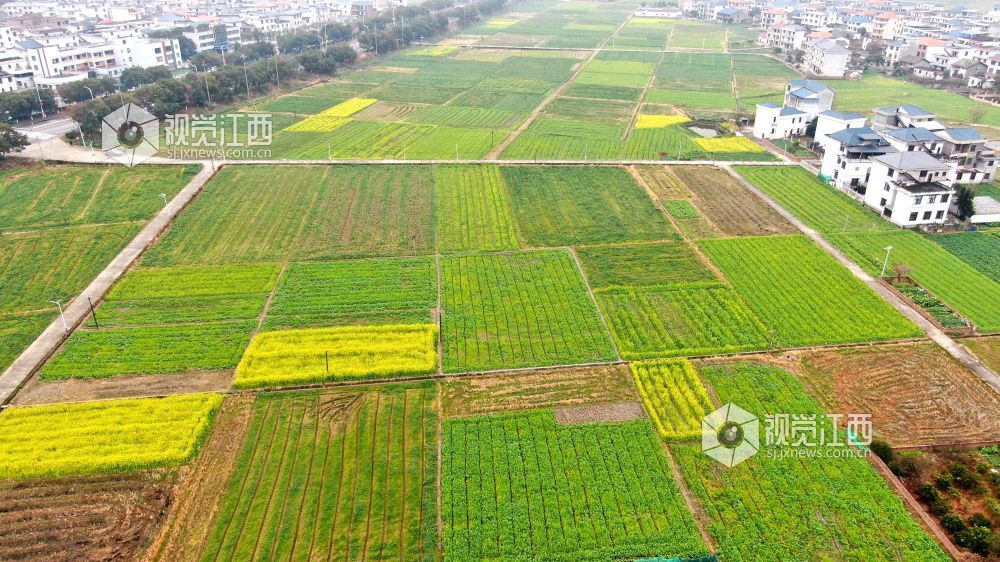 2026年1月27日，江西省遂川县枚江镇乡村田野间，冬日的油菜花悄然绽放，金黄与翠绿交织的农田如调色盘般铺展在赣鄱大地。错落有致的民居与规整连片的菜地相映成趣，干净的村道串联起生态宜居的村落。