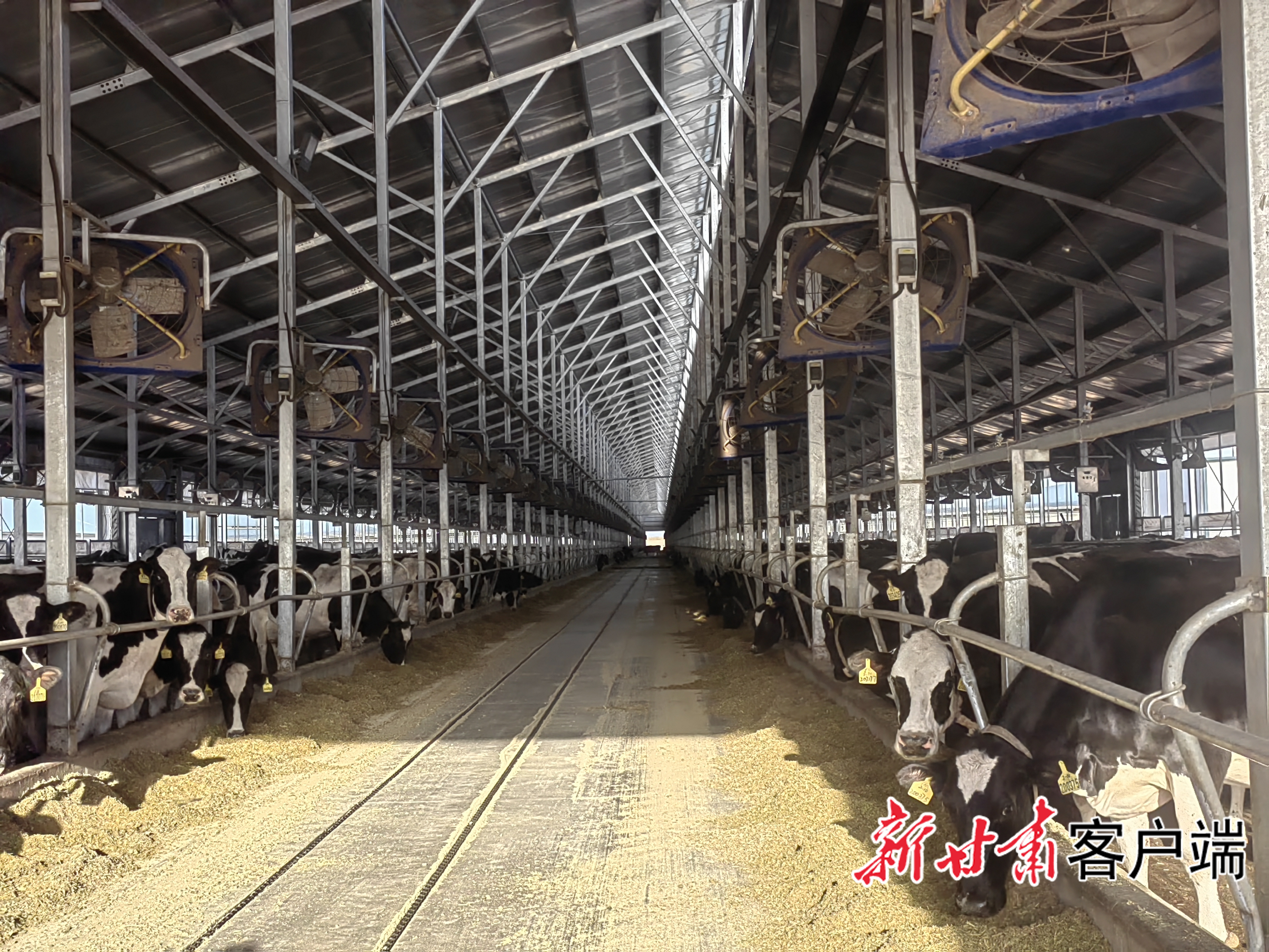 天牧乳业牛舍里奶牛食用秸秆饲料　新甘肃&middot;甘肃日报记者　王朝霞　摄