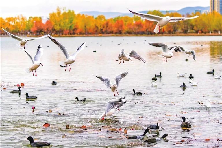 成群的红嘴鸥在定西湖嬉戏 杨晓军