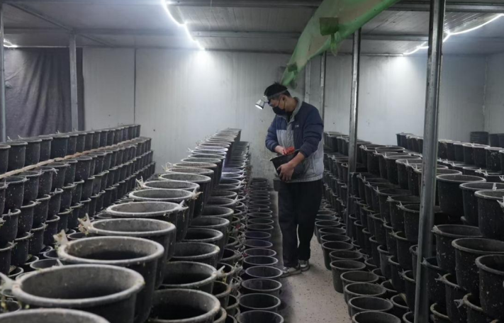 小仓鼠闯出大市场，徐州睢宁特色养殖有奔头