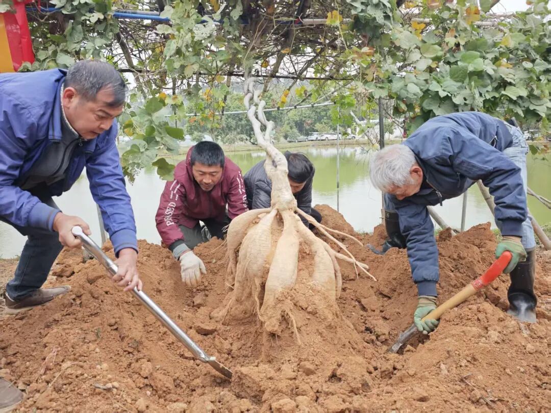 开葛环节中，重达85斤的“葛王”破土而出