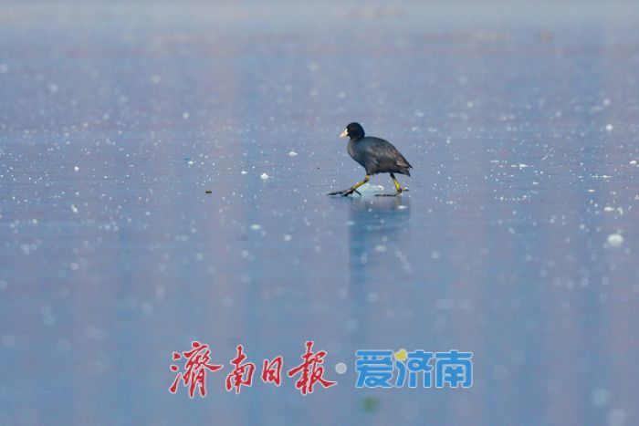 冰湖映羽衣 华山湖水鸟演绎冬日灵动画卷