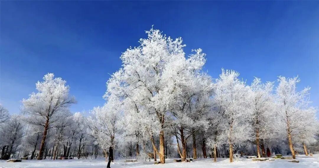 图片来源：金塔沙漠胡杨林