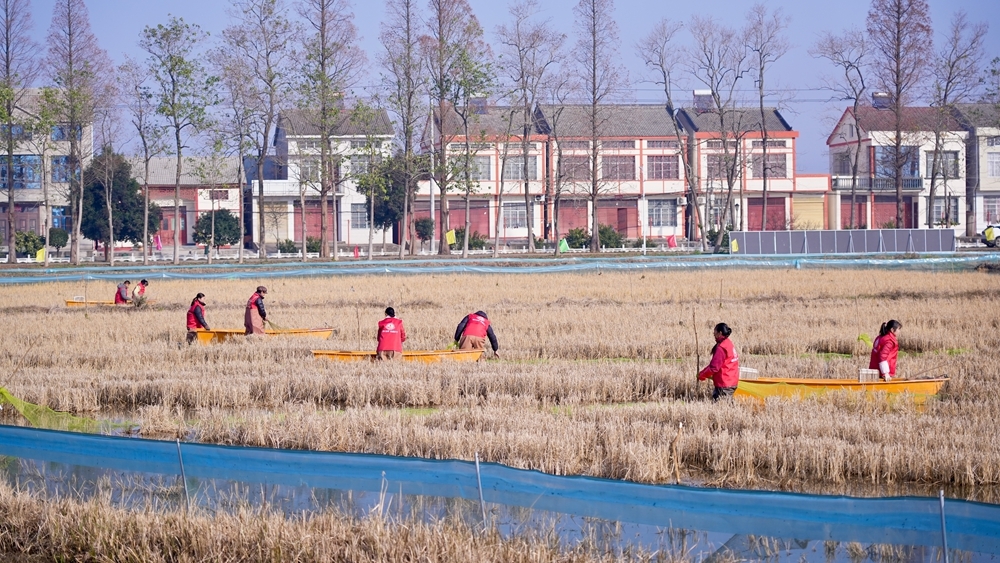 潜江冬虾为长沙年味添“红”韵 湘鄂CP共享冬日火辣盛宴