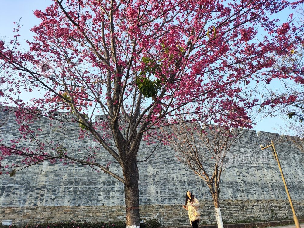 2026年1月24日，江西省吉安市永丰县恩江湿地公园早樱已然盛放，绯红色的花瓣缀满枝头，娇艳动人，让游人提前感受春天的温暖与美好。