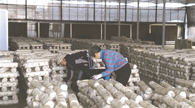 养菌房内，菇农正在整理、检查菌棒，保证菌丝健壮生长。 俞惠昌摄