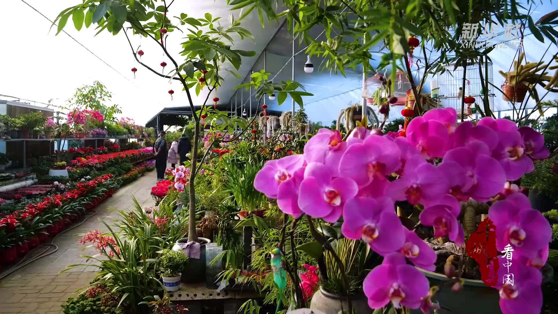 千城百县看中国·福马迎春｜河北栾城：年宵花争艳