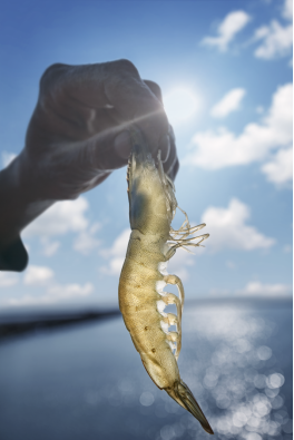 “滨州盐田虾”写入2026年山东省政府工作报告