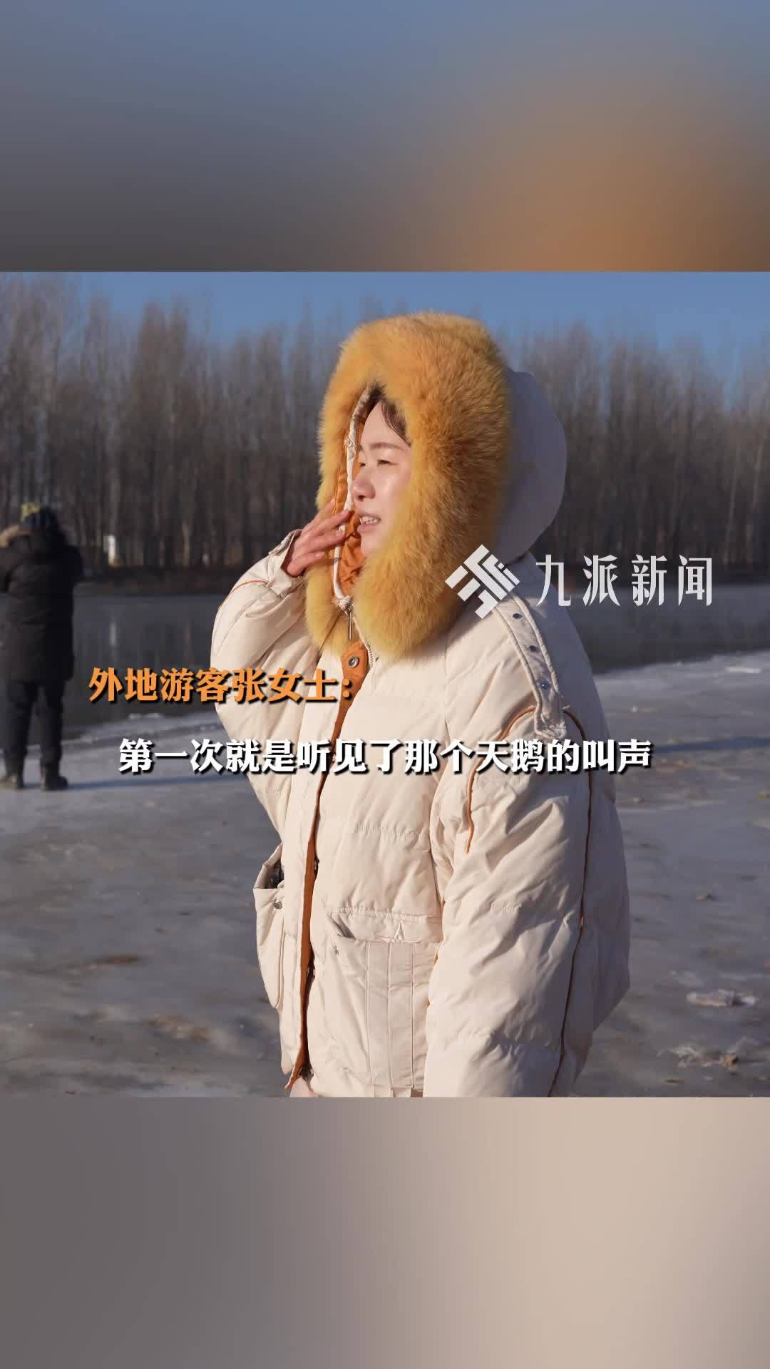 东北山村变天鹅湖：有一湾常年不封冻的河水吸引天鹅越冬