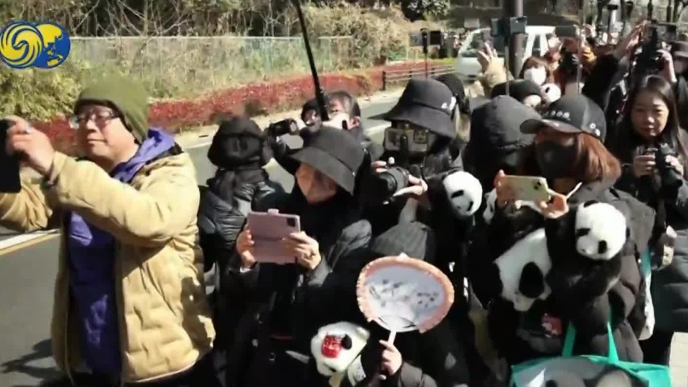 双胞胎大熊猫回国，日本民众不舍惜别