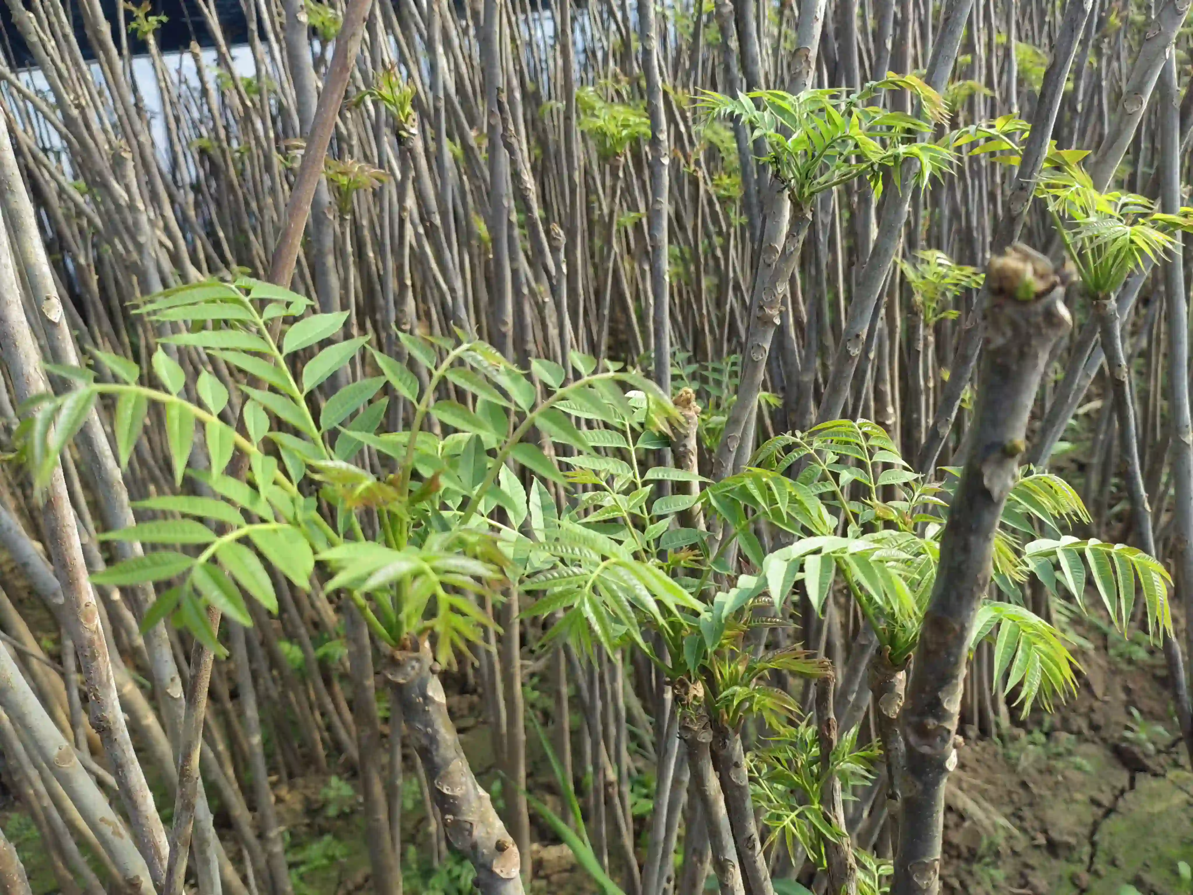 凤翔区：西府椿香暖寒冬 索落树村启新篇