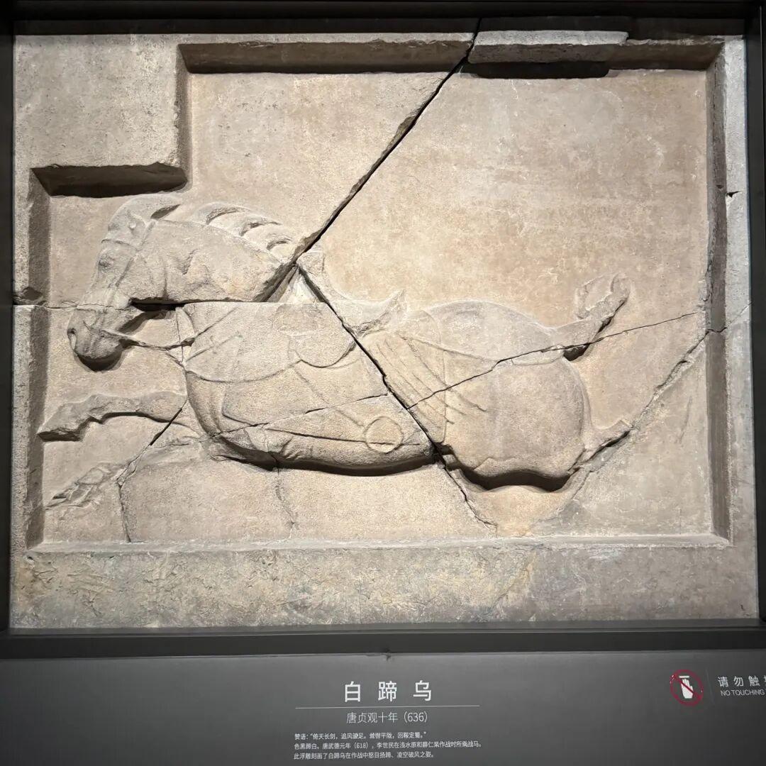 ▲昭陵六骏浮雕 图源：遇见碑林