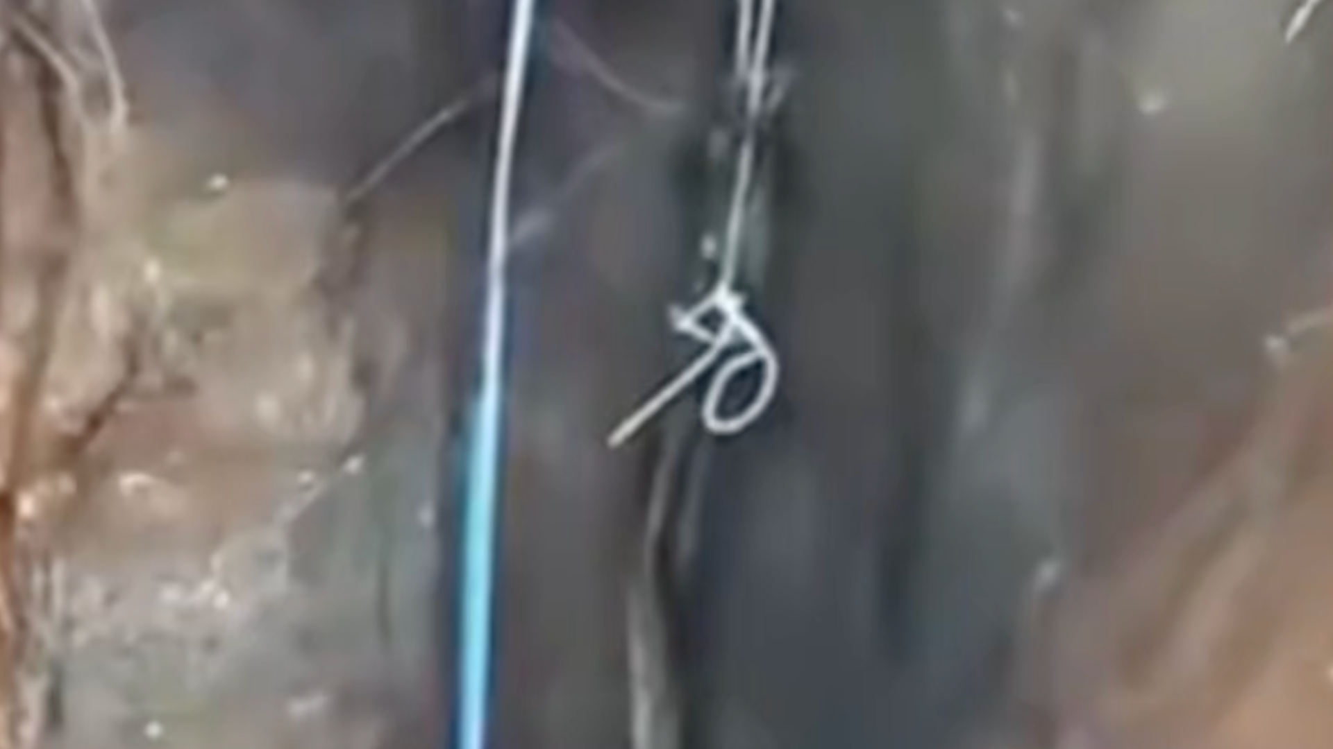 云南一男子在山上挖到长达4米、重80斤的巨型野山药，可卖近5000元