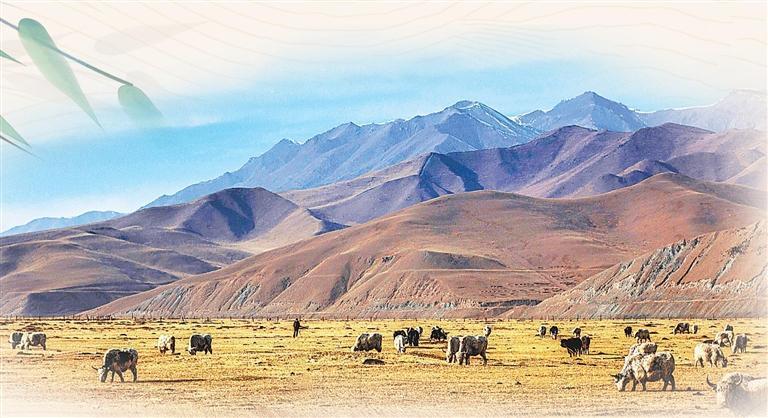 抓喜秀龙草原冬韵　资料图