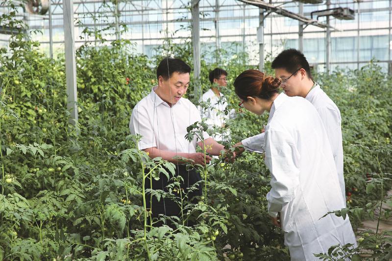 图为张庆金在智能温室大棚调研腐植酸高效肥研发进展情况