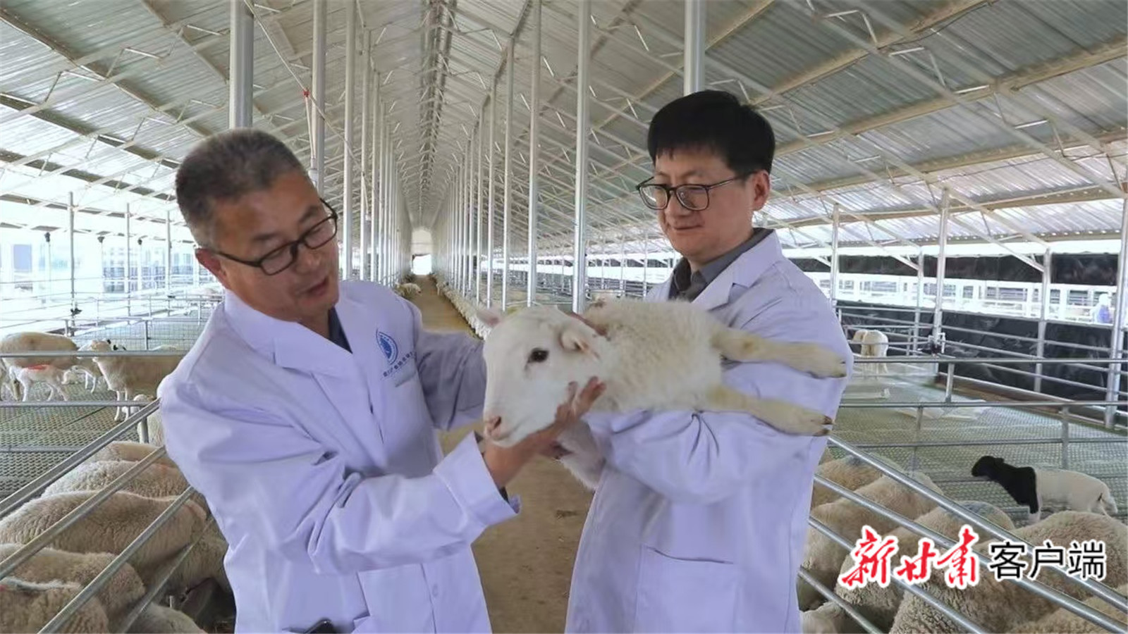 杨果（右）正在检查羔羊生长情况　受访者供图