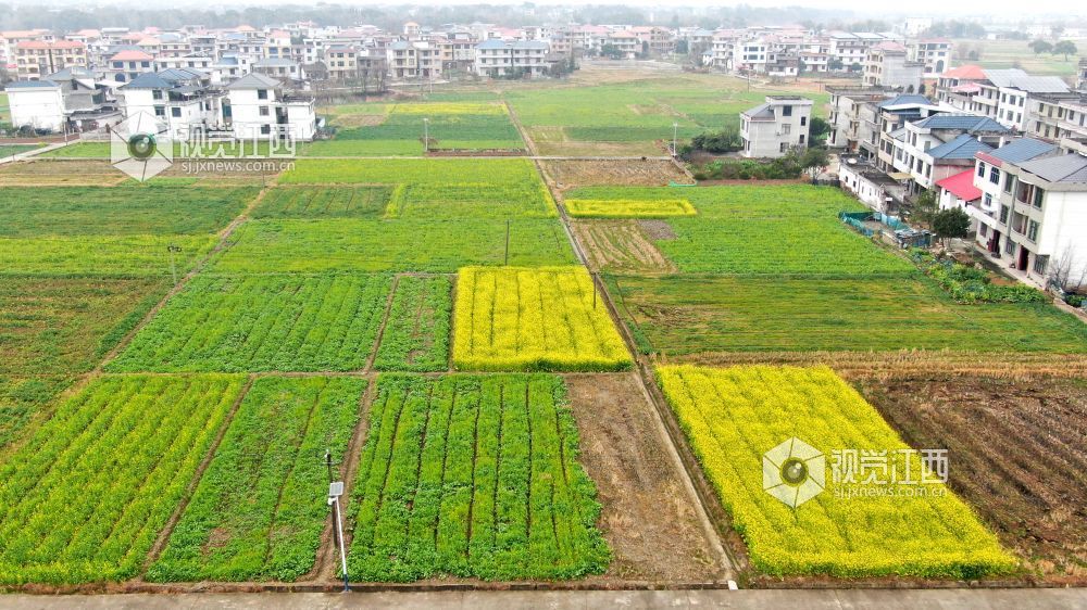 2026年1月27日，江西省遂川县枚江镇乡村田野间，冬日的油菜花悄然绽放，金黄与翠绿交织的农田如调色盘般铺展在赣鄱大地。错落有致的民居与规整连片的菜地相映成趣，干净的村道串联起生态宜居的村落。