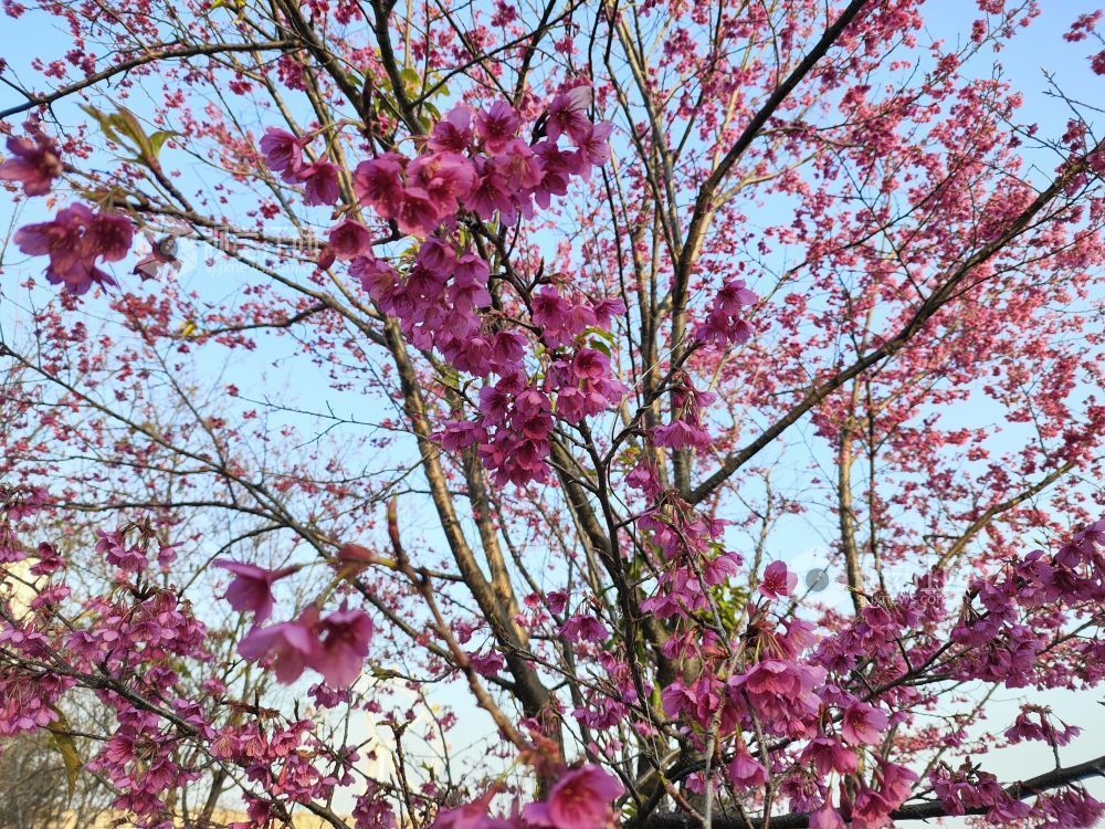 2026年1月24日，江西省吉安市永丰县恩江湿地公园早樱已然盛放，绯红色的花瓣缀满枝头，娇艳动人，让游人提前感受春天的温暖与美好。