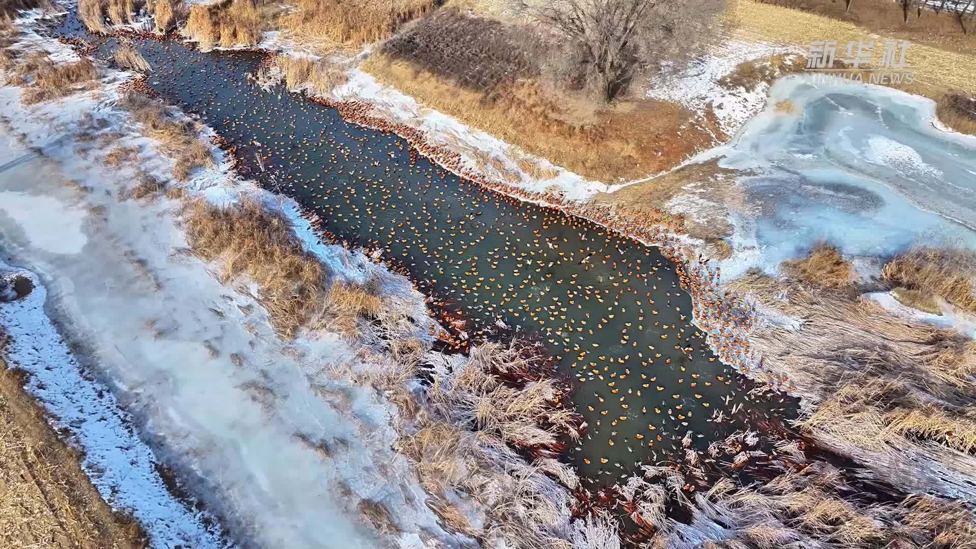 千城胜景｜呼和浩特市赛罕区：不冻河畔候鸟翔集