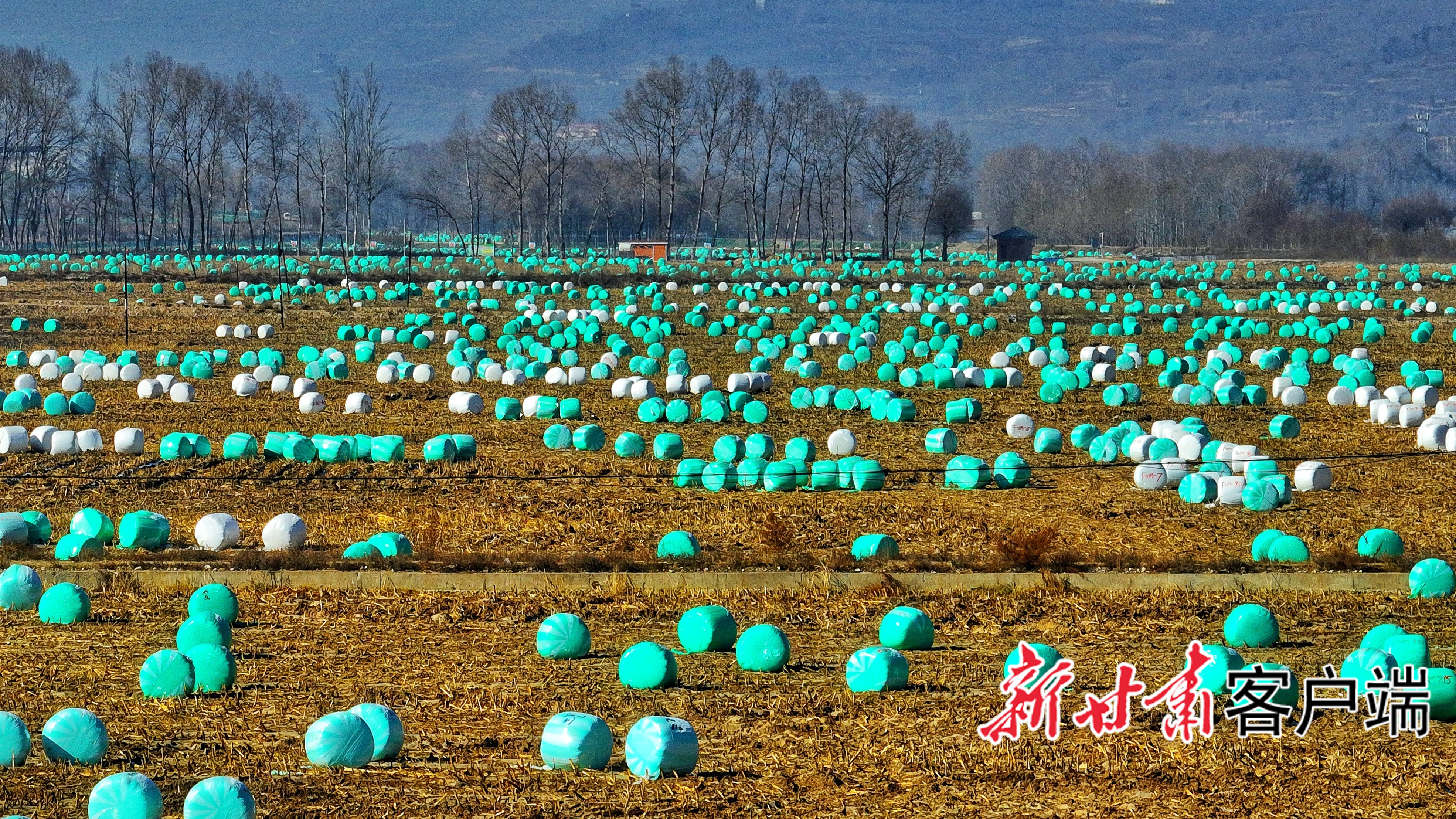 广河县饲草“包裹”成为一道风景线　广河县农业农村局提供