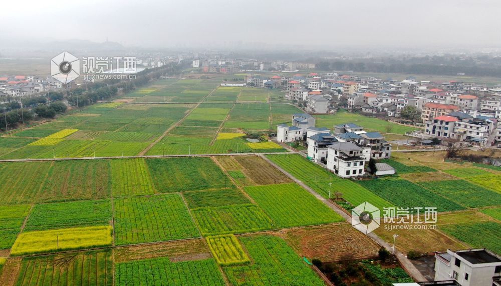 2026年1月27日，江西省遂川县枚江镇乡村田野间，冬日的油菜花悄然绽放，金黄与翠绿交织的农田如调色盘般铺展在赣鄱大地。错落有致的民居与规整连片的菜地相映成趣，干净的村道串联起生态宜居的村落。