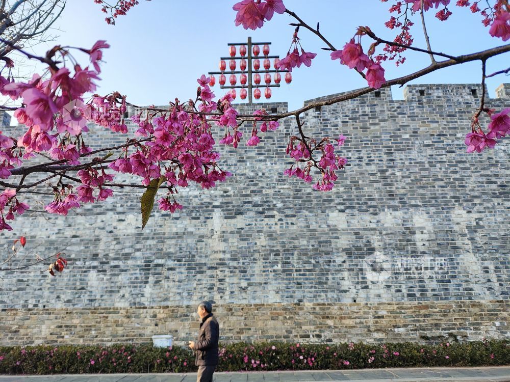 2026年1月24日，江西省吉安市永丰县恩江湿地公园早樱已然盛放，绯红色的花瓣缀满枝头，娇艳动人，让游人提前感受春天的温暖与美好。