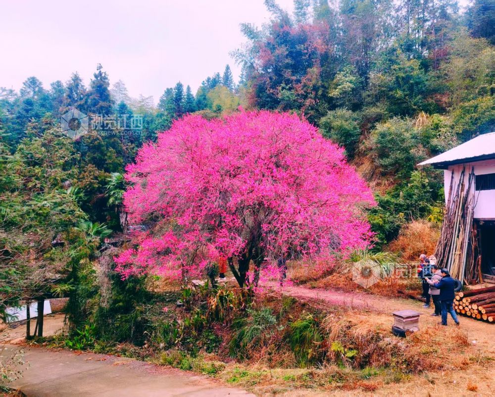 2026年1月28日,江西省遂川县大坑乡灵潭村芳田洞组的百年古梅迎来盛花期,满树绯红的梅花如云似霞,宛如披红纱的窈窕仙子缀满枝头,在层叠山林间绽放出冬日里最热烈的色彩。
