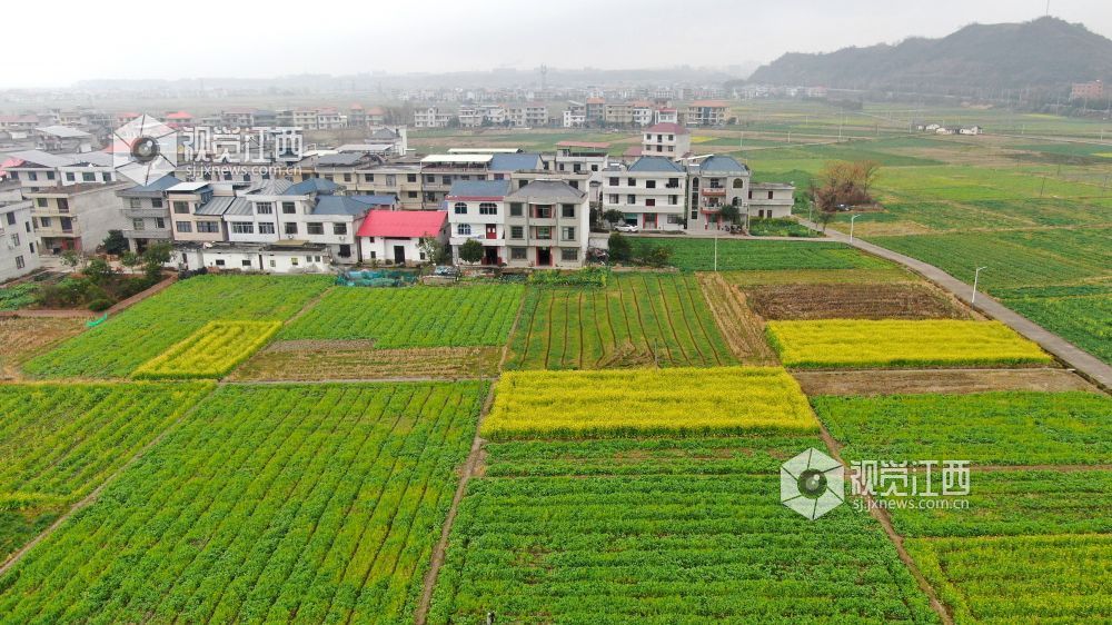 2026年1月27日，江西省遂川县枚江镇乡村田野间，冬日的油菜花悄然绽放，金黄与翠绿交织的农田如调色盘般铺展在赣鄱大地。错落有致的民居与规整连片的菜地相映成趣，干净的村道串联起生态宜居的村落。