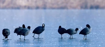 冰湖映羽衣 济南华山湖水鸟演绎冬日灵动画卷
