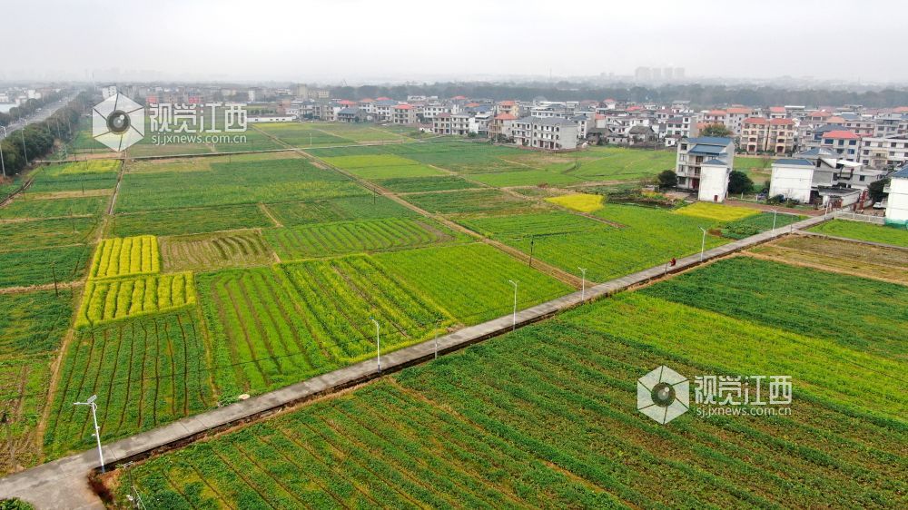 2026年1月27日，江西省遂川县枚江镇乡村田野间，冬日的油菜花悄然绽放，金黄与翠绿交织的农田如调色盘般铺展在赣鄱大地。错落有致的民居与规整连片的菜地相映成趣，干净的村道串联起生态宜居的村落。