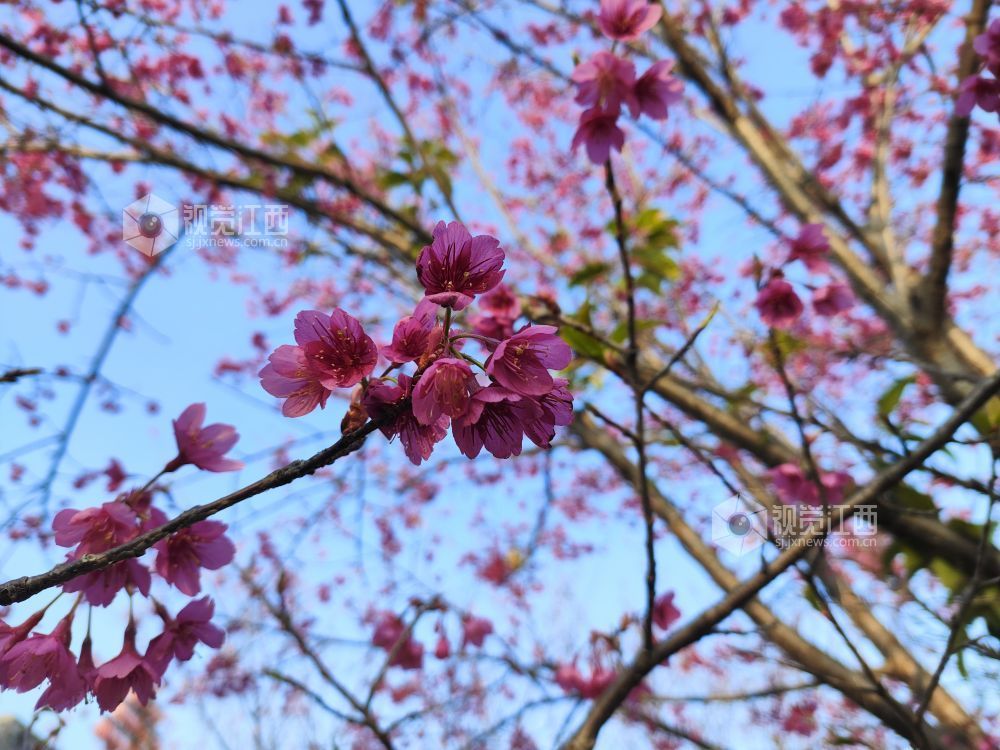 2026年1月24日，江西省吉安市永丰县恩江湿地公园早樱已然盛放，绯红色的花瓣缀满枝头，娇艳动人，让游人提前感受春天的温暖与美好。