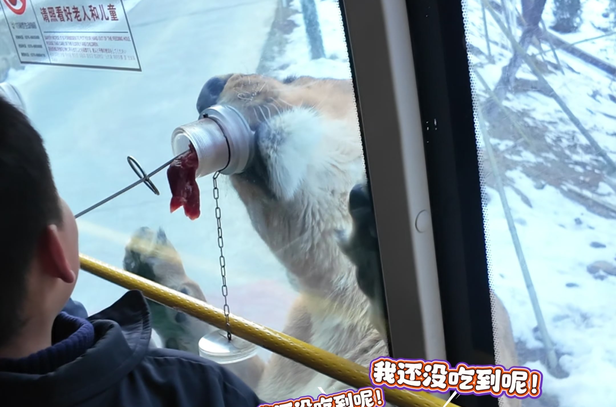 栾川竹海野生动物园投喂猛兽，这波体验感刺激拉满