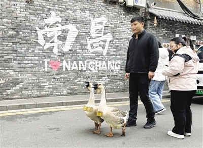 “富贵”“虾饼”在大士院遛弯