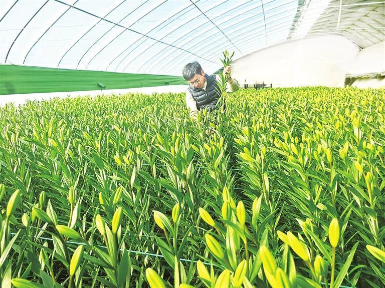 工作人员采收百合　兰州新区报记者　李佳丽　摄