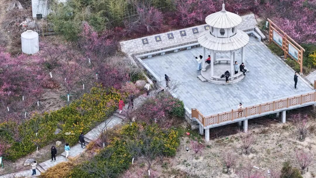 近万株梅花开了！就在北仑这座岛上→