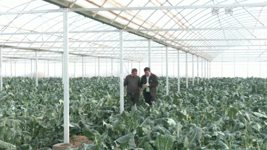 党建赋能强根基　甘肃肃州“农”墨重彩绘振兴画卷