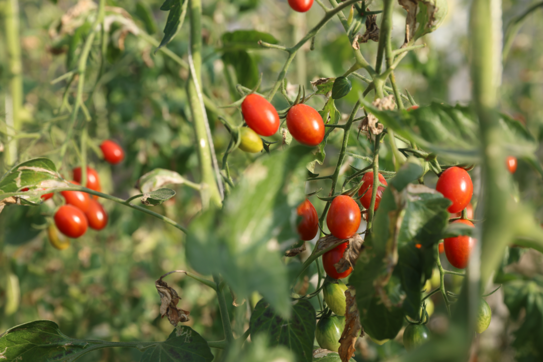 西安区灯塔镇富强村的辽源智成物理有机农业产业园温室大棚蔬菜长势喜人