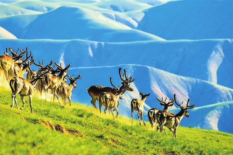 祁连山成为野生动物繁衍生息的乐园 周文艳