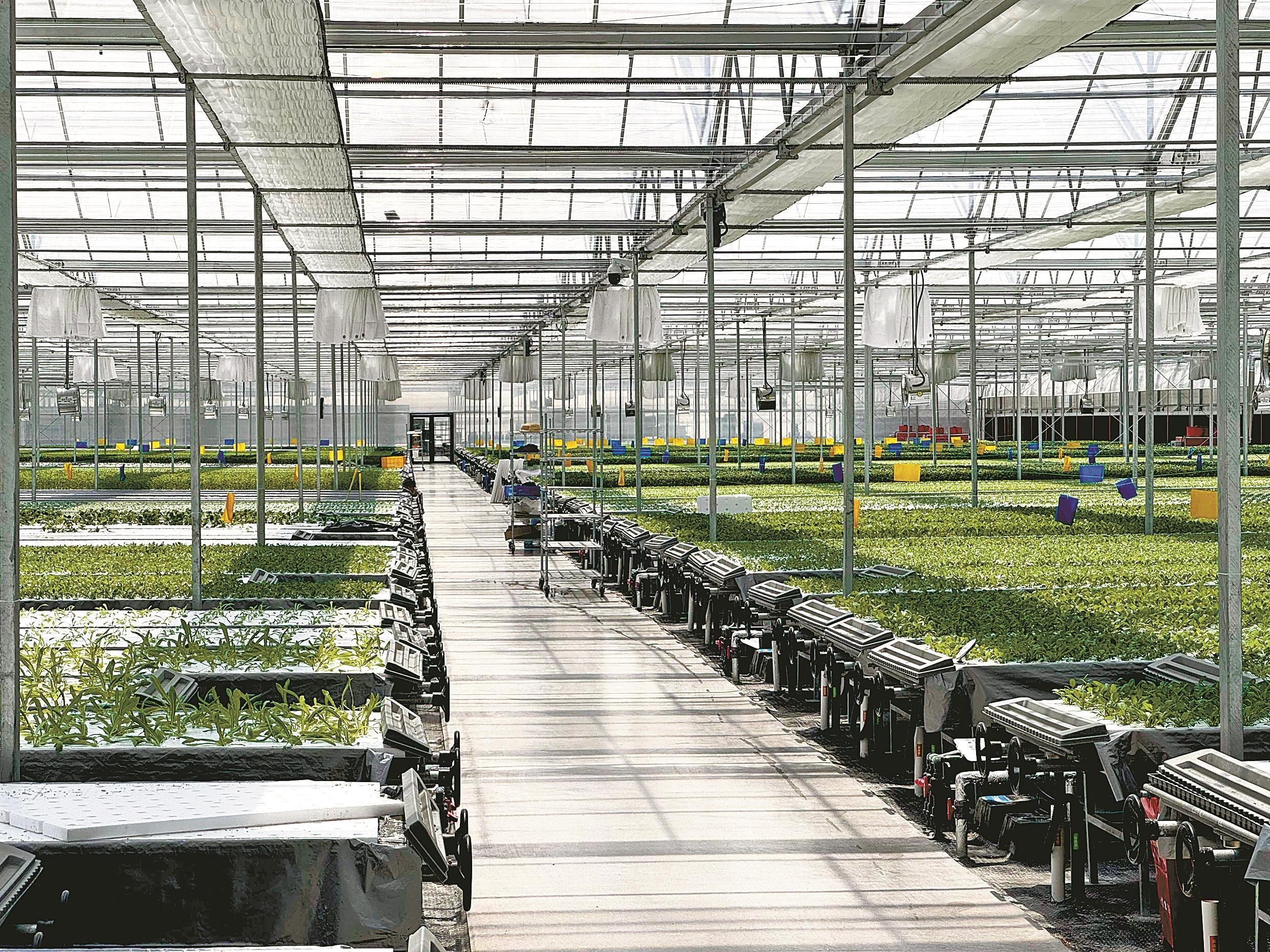 余姚陆埠无土栽培植物工厂。(王佳辉 摄)
